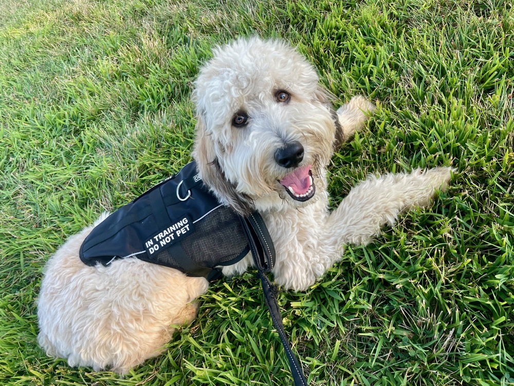 Mac the dog poses in the grass wearing his therapy trainer vest 