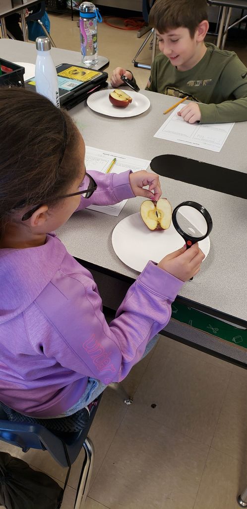 girl in purple shirt looking at half of an apple with a magnifying glass
